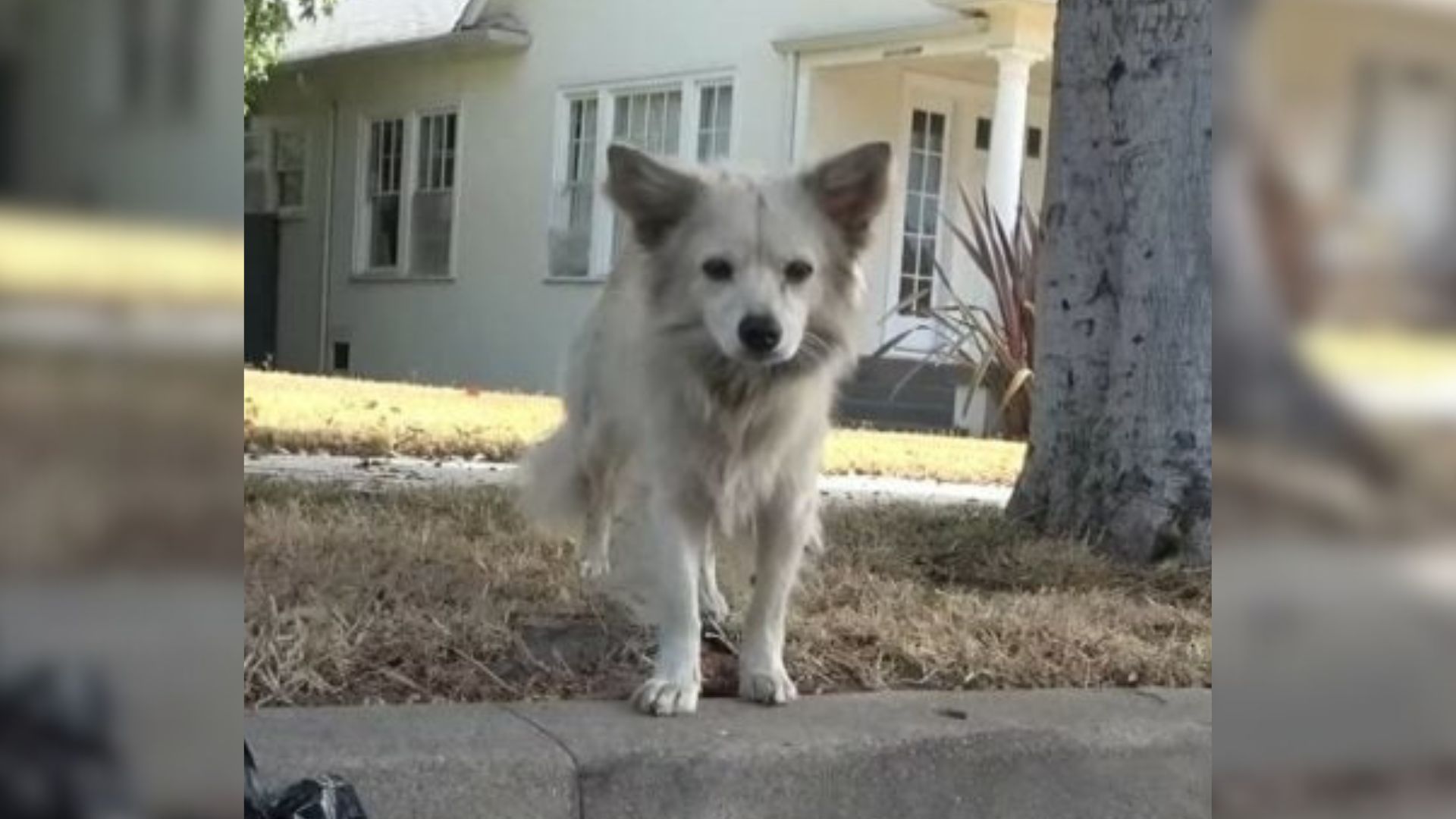 cute white dog