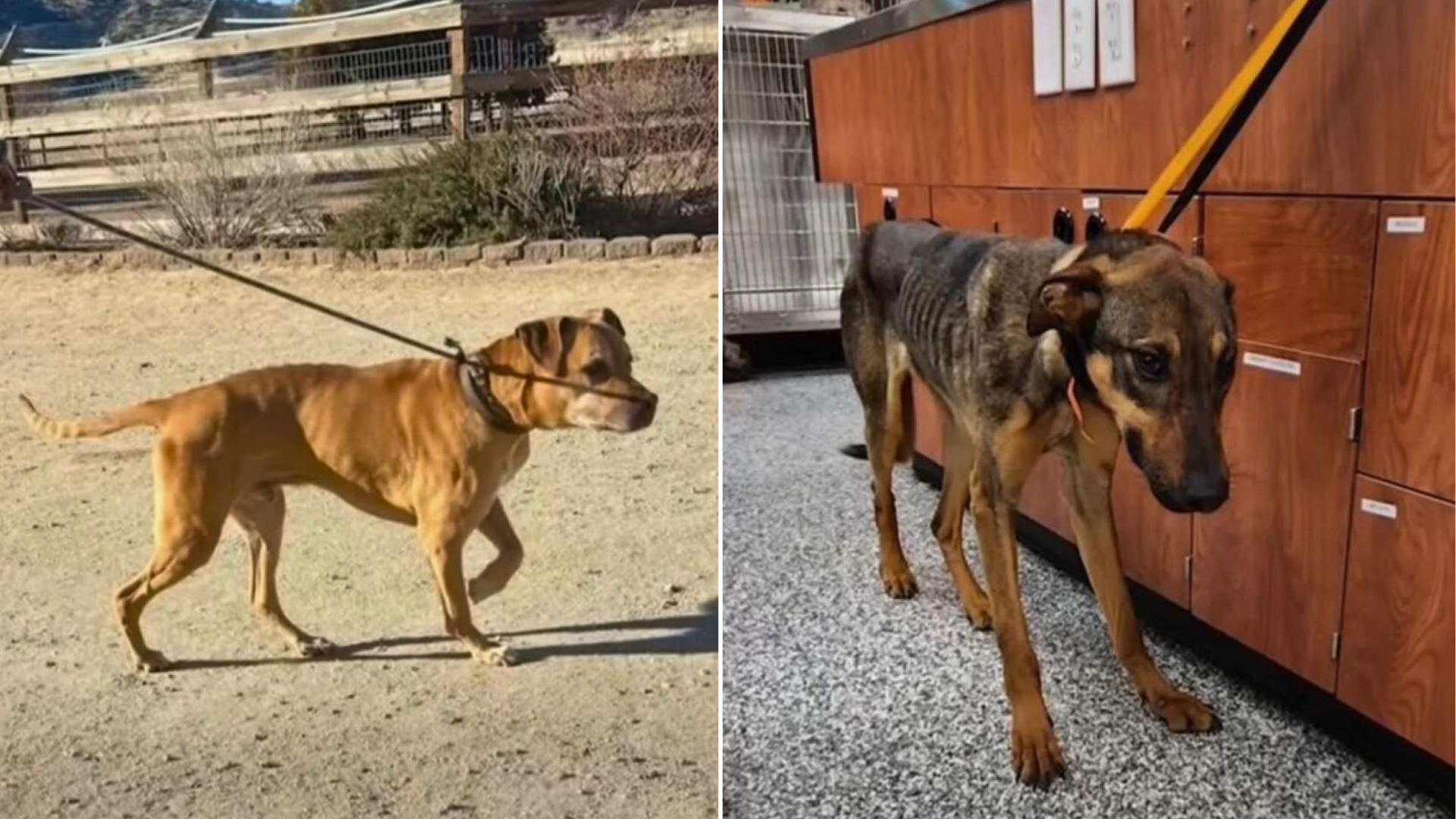very skinny dogs
