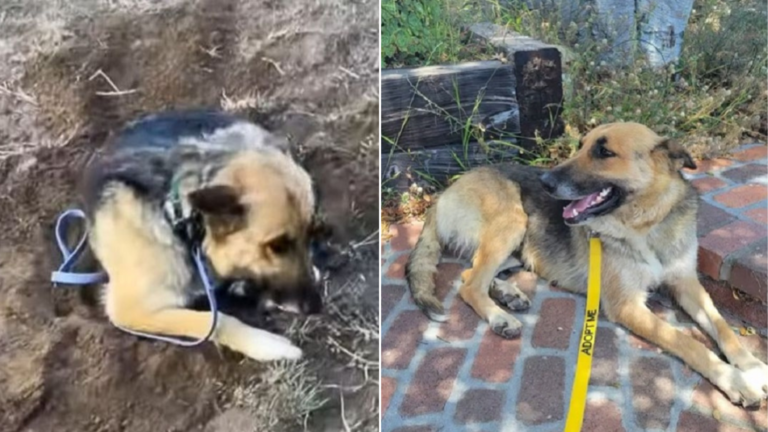 dog lying on ground
