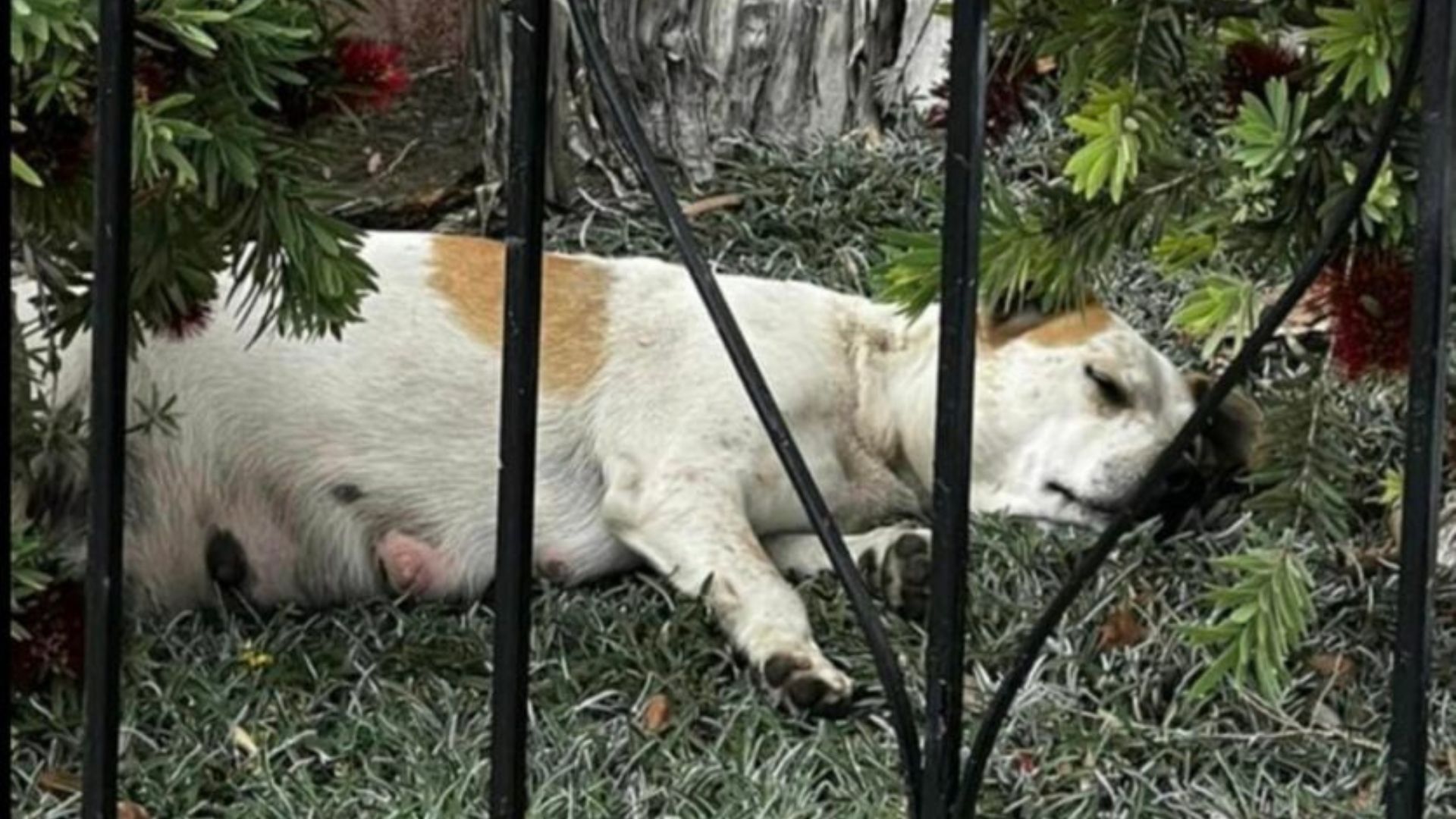 pregnant dog laying down