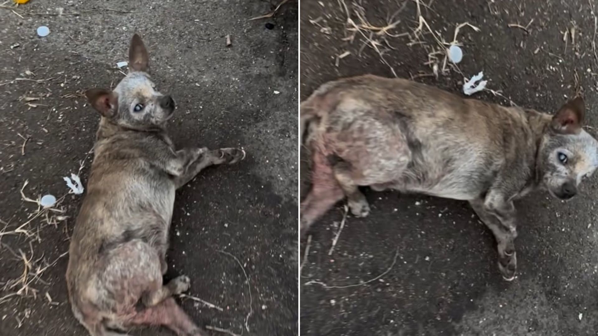 injured senior dog