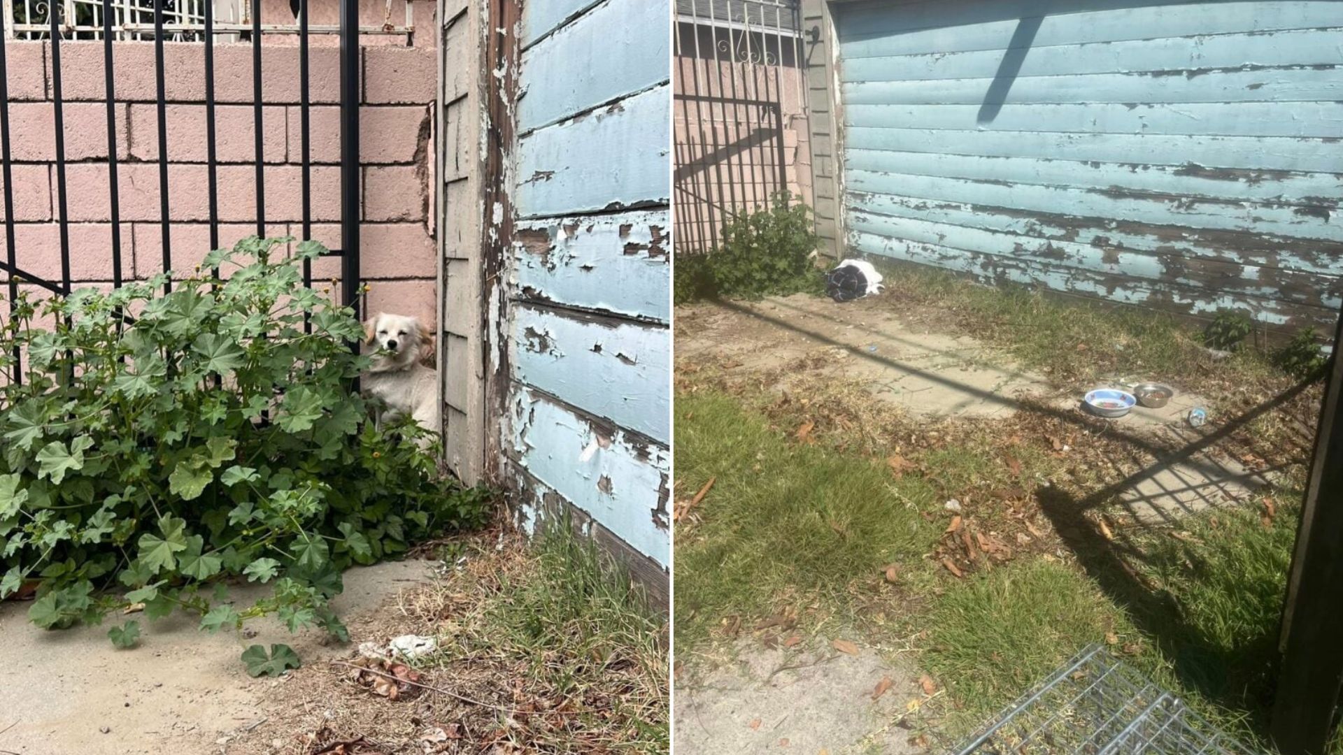 puppies in alley