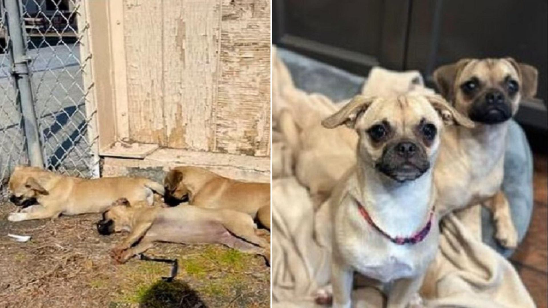three puppy sisters