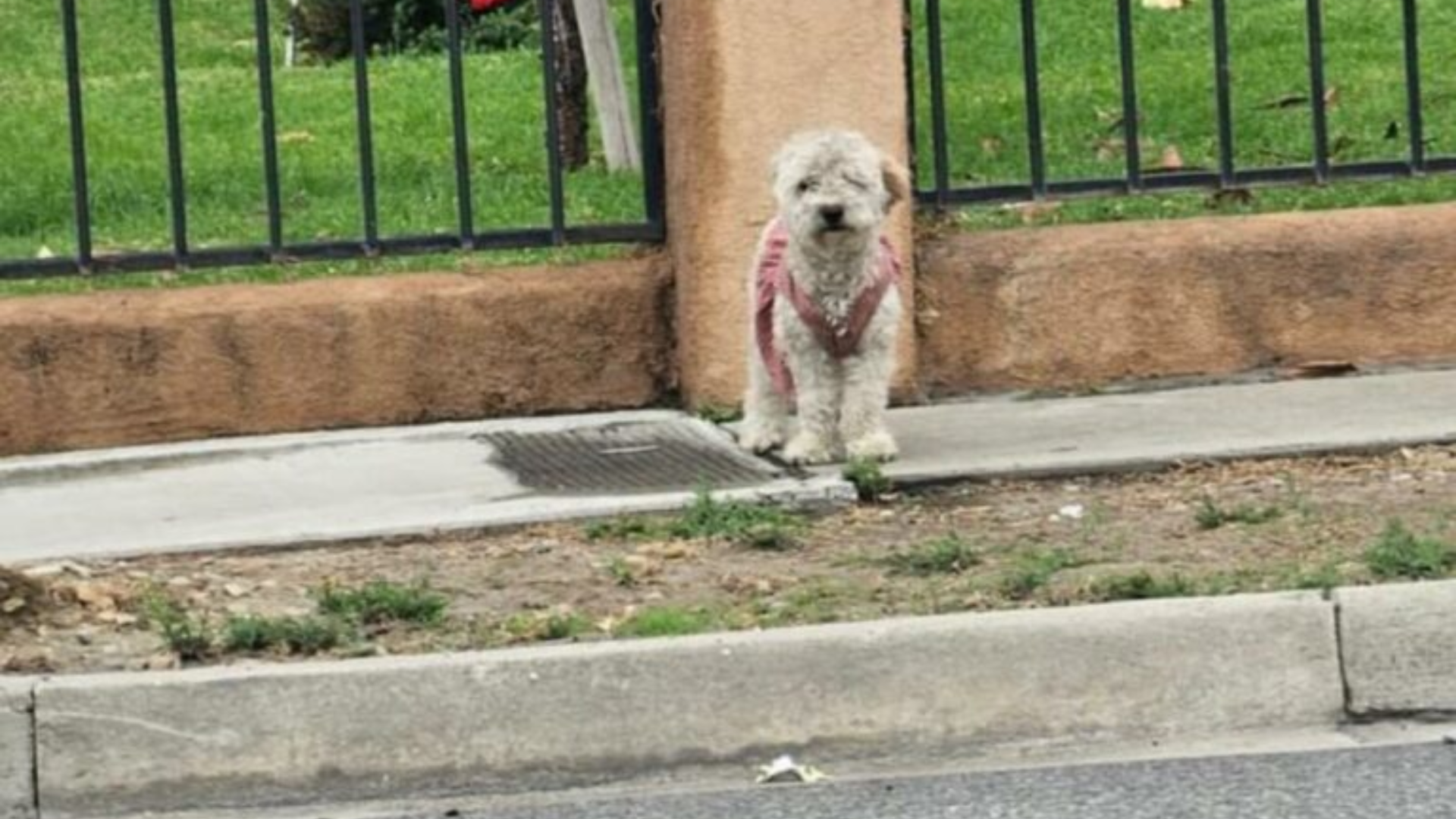 stray dog