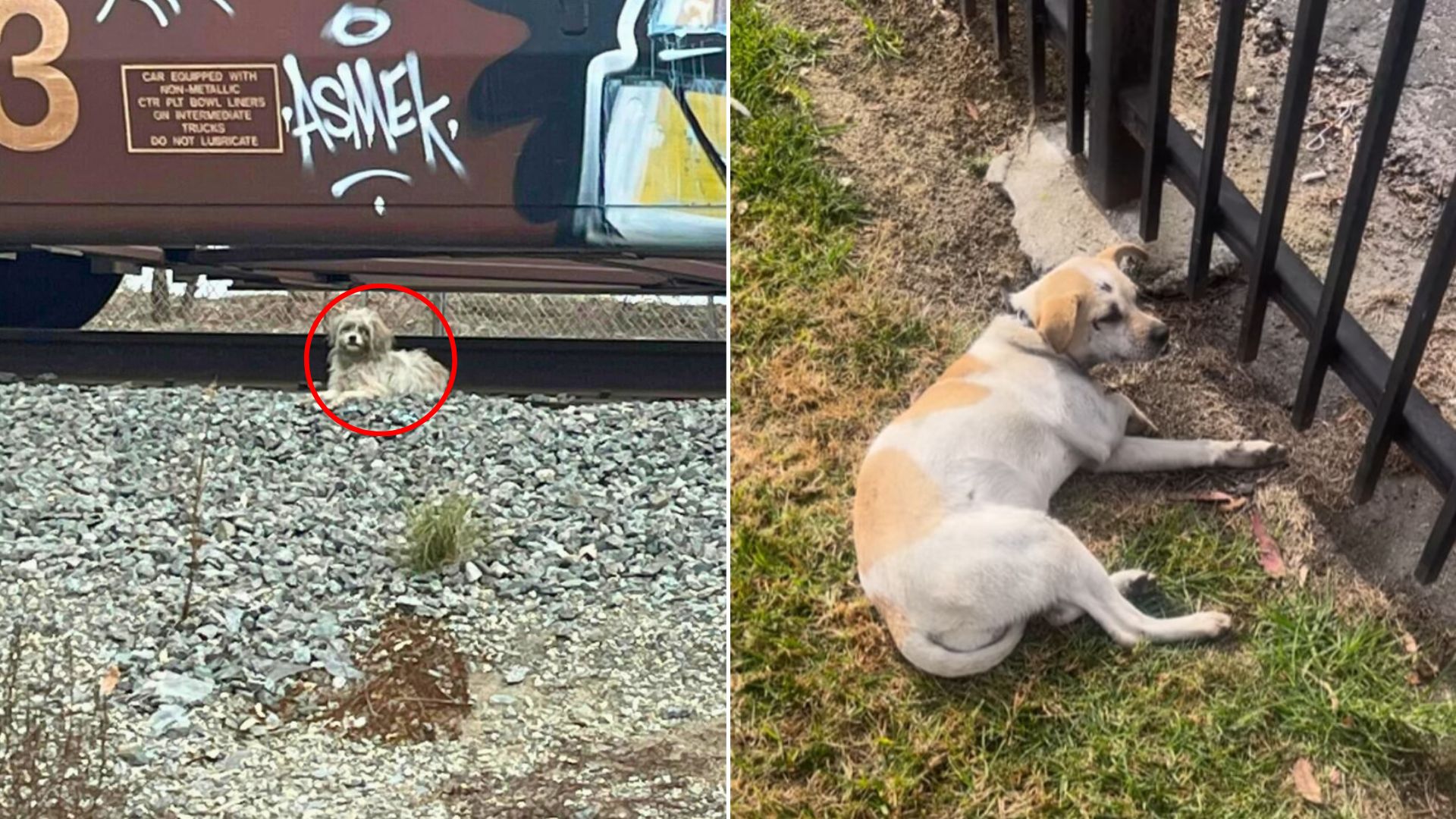 tiny dog laying down