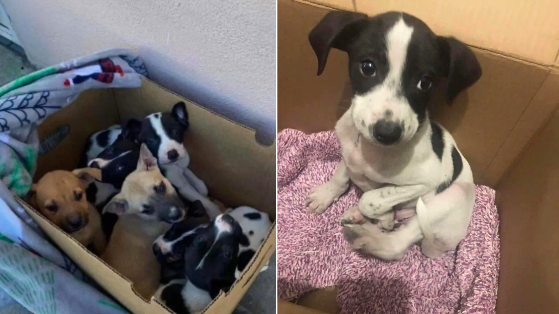 box of puppies