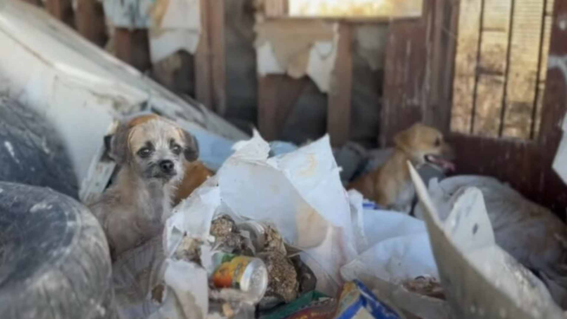 stray dogs in trash
