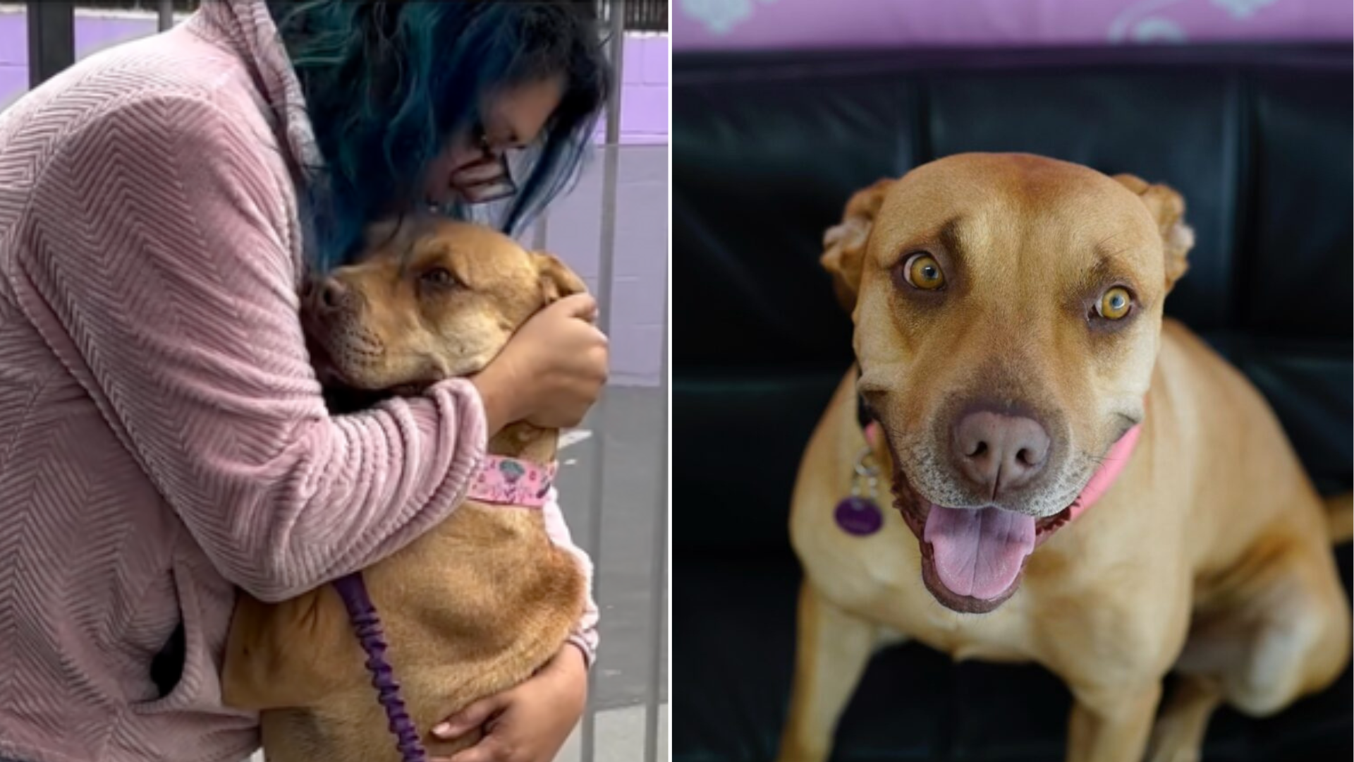 woman hugging dog