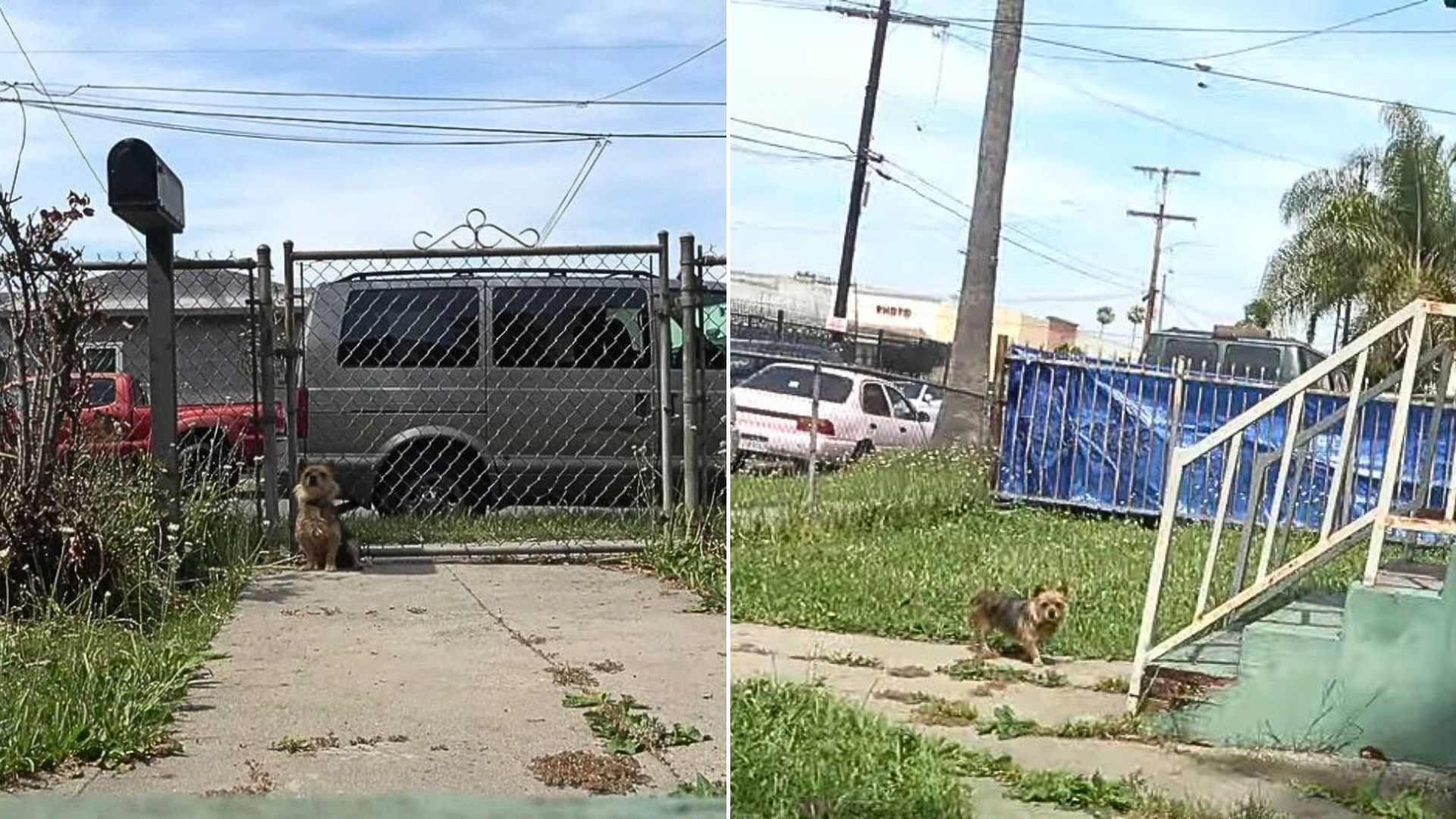 dog in yard