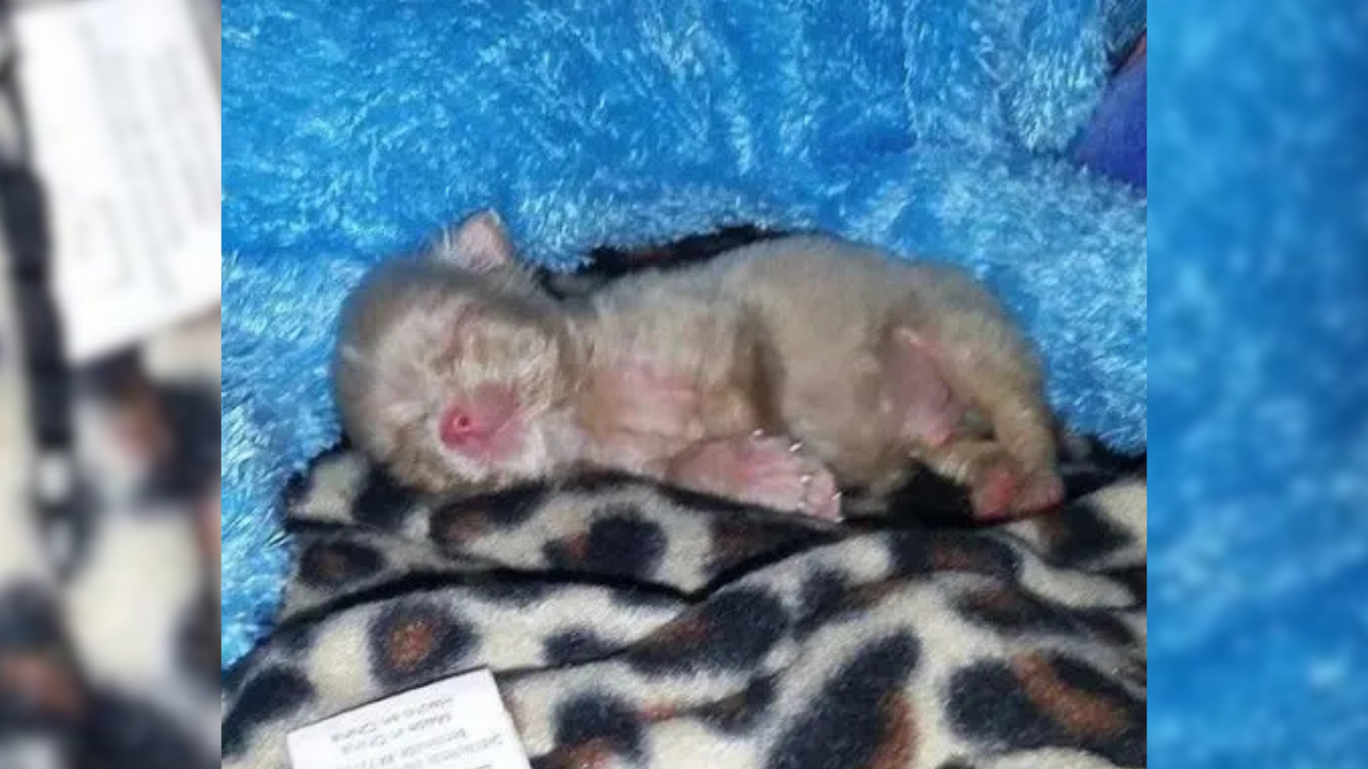 small newborn dog