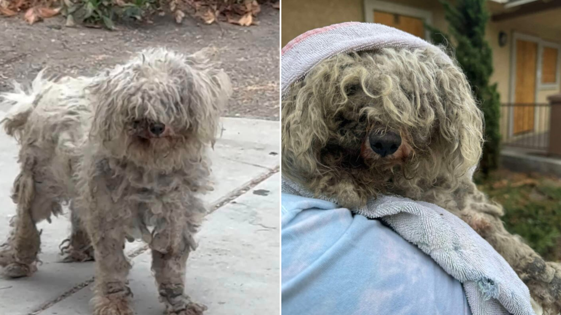 very matted dog