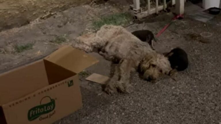 dog near cardboard box