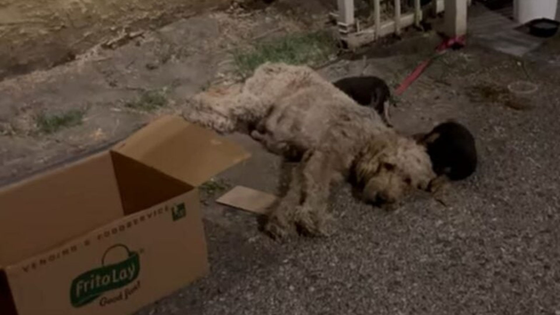 dog near cardboard box
