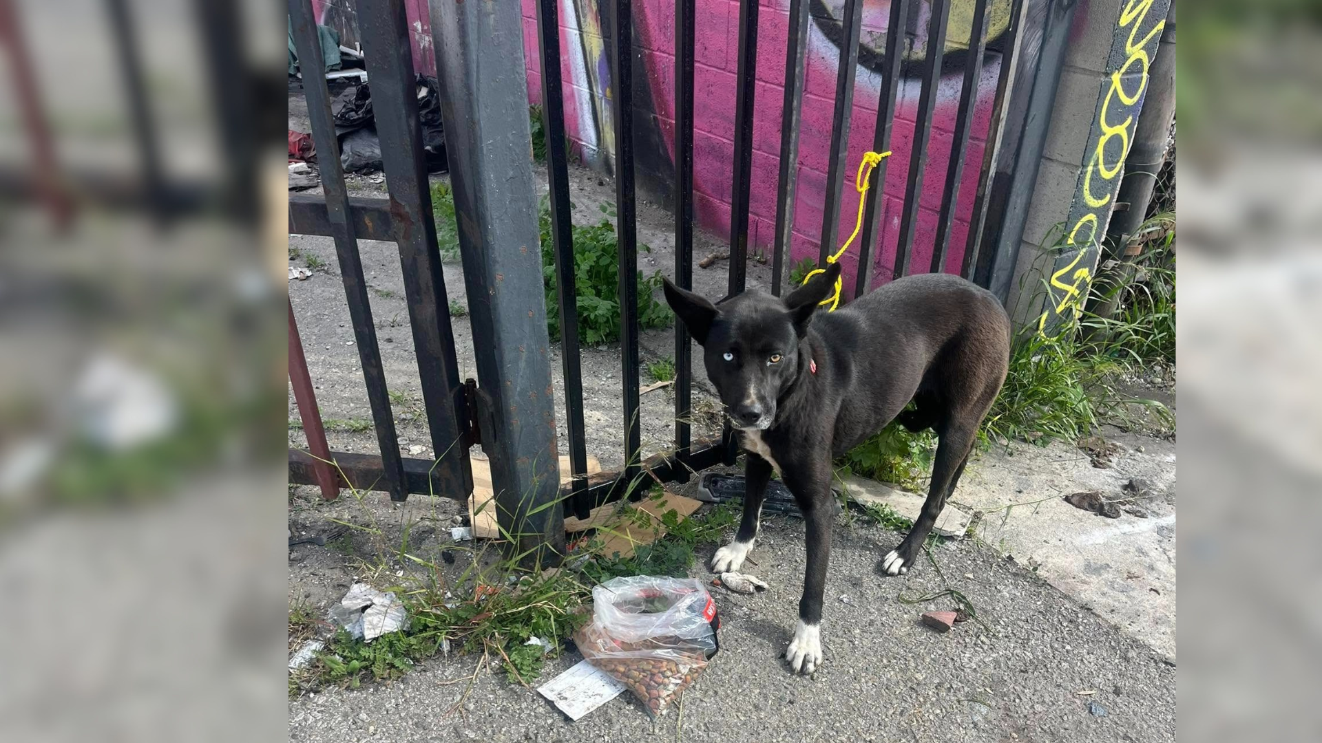dog tied to fence