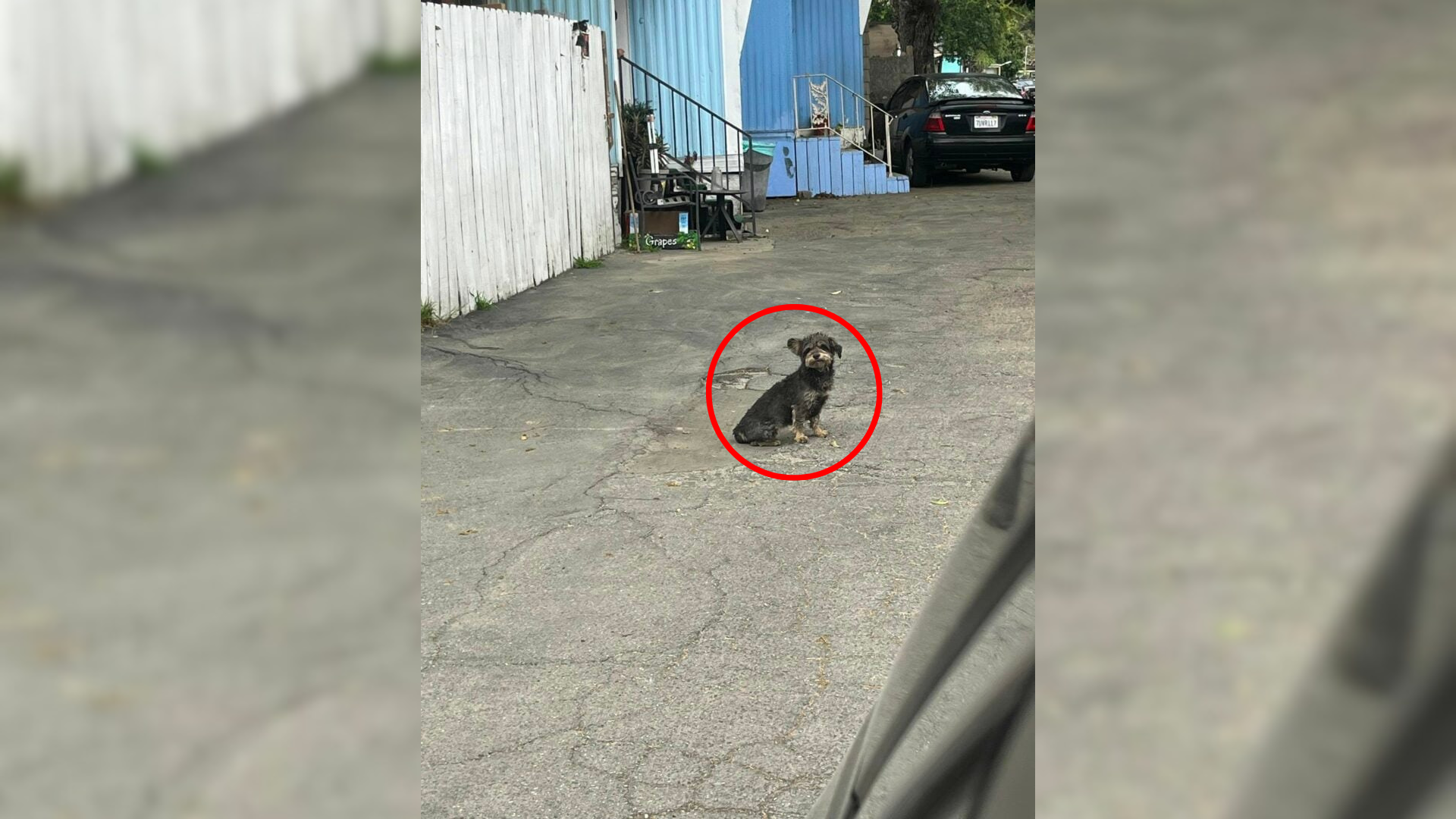 dog on the street