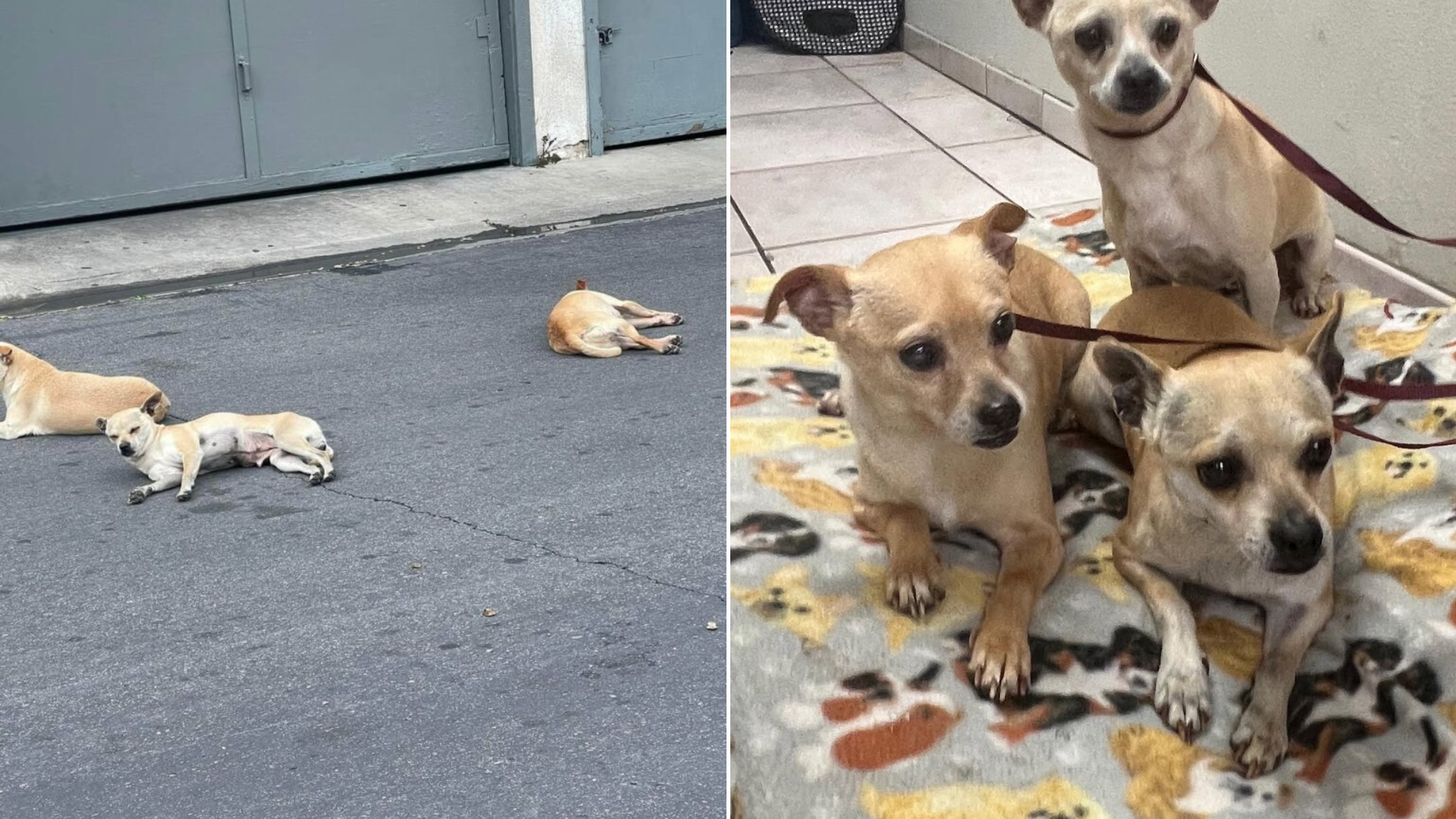 three dogs rescued