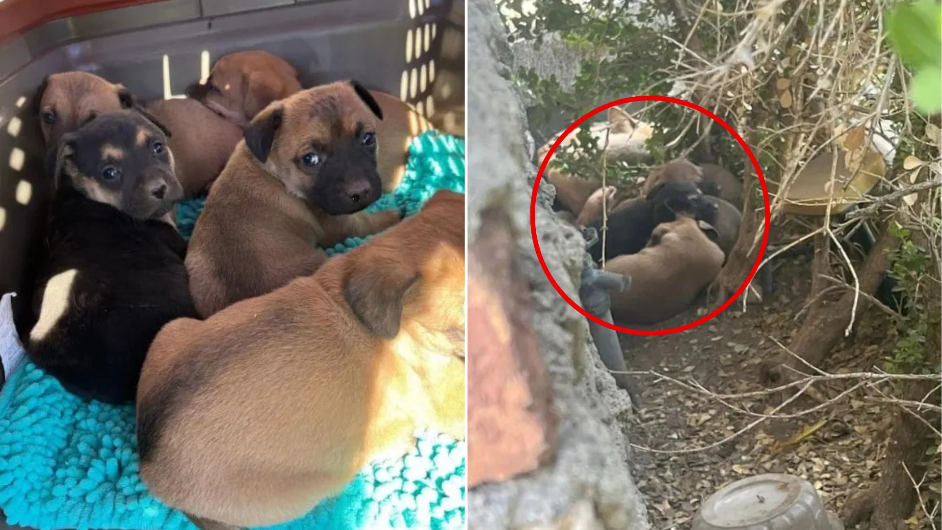 abandoned puppies