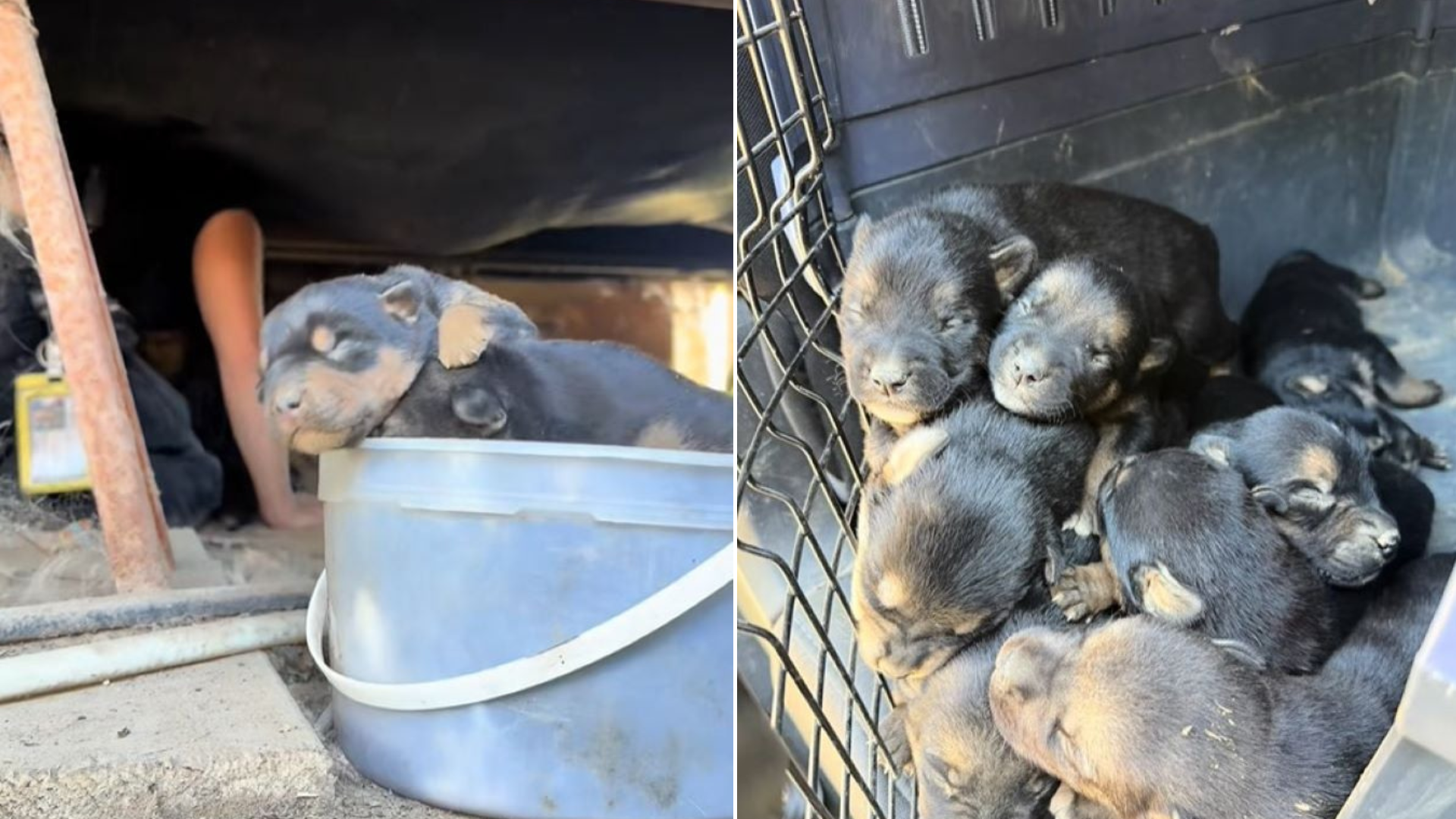 pile of puppies