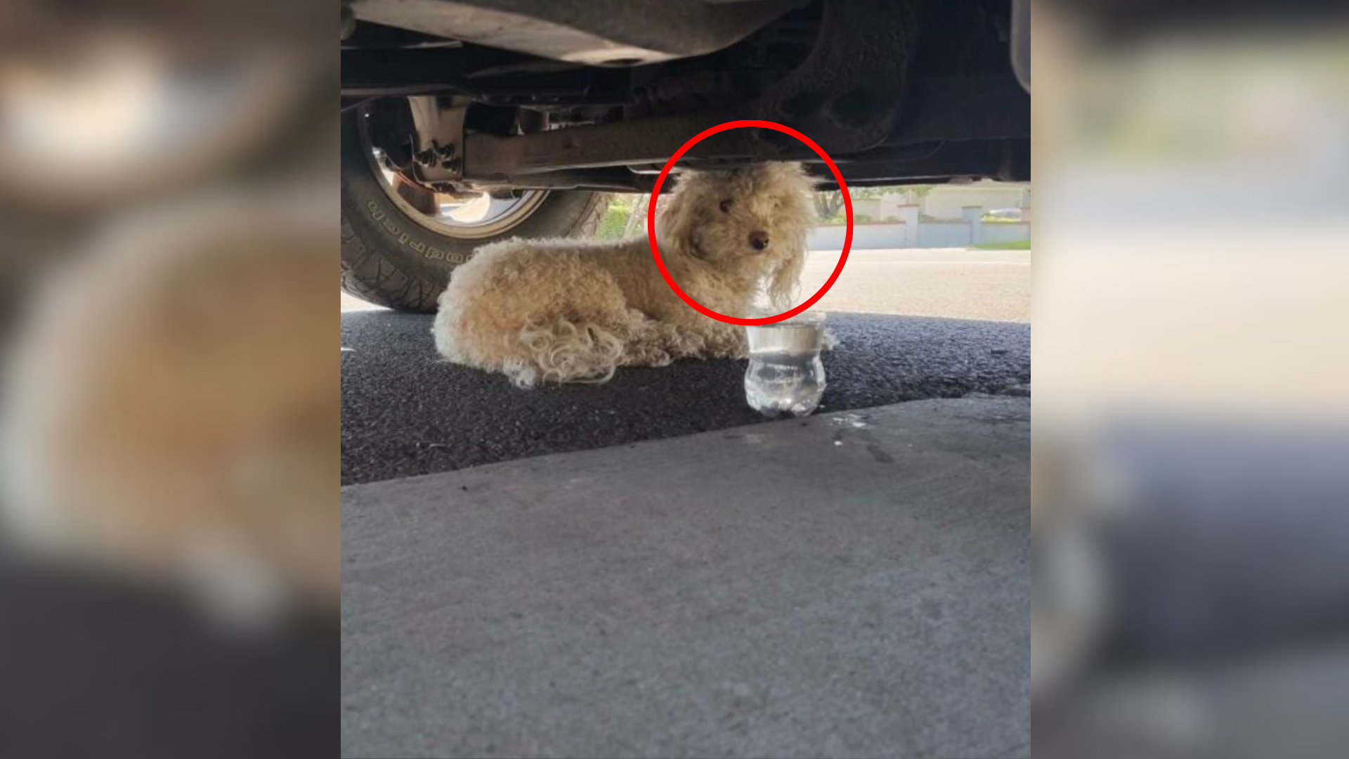 dog hiding under car