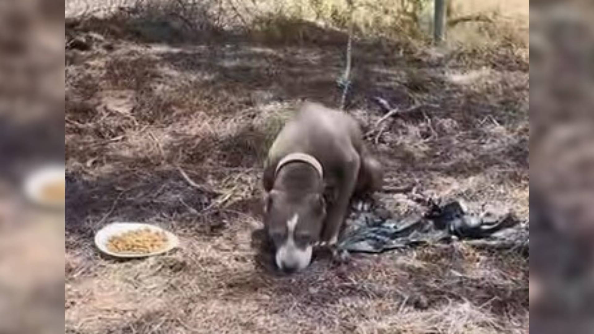 dog tied to fence