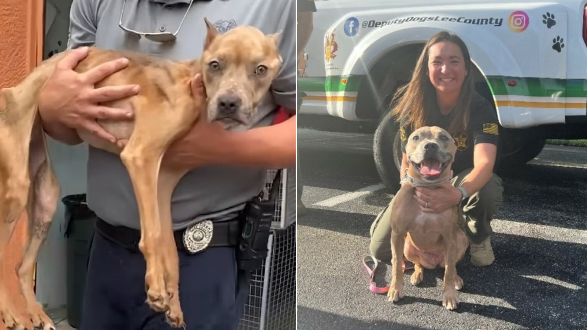 stray dog before after