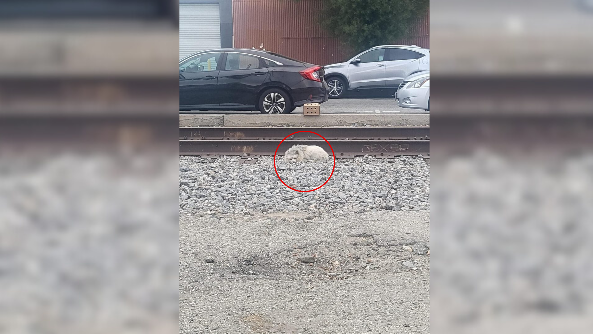 dog near rail