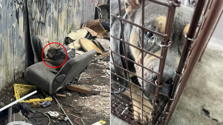 dog on trash pile