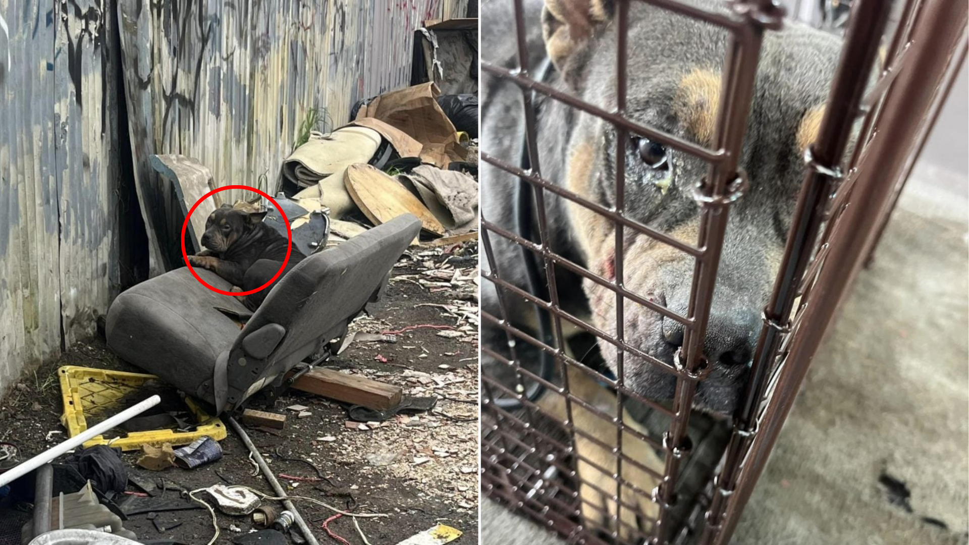 dog on trash pile