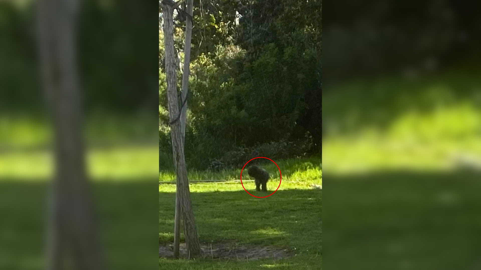 dog in a park