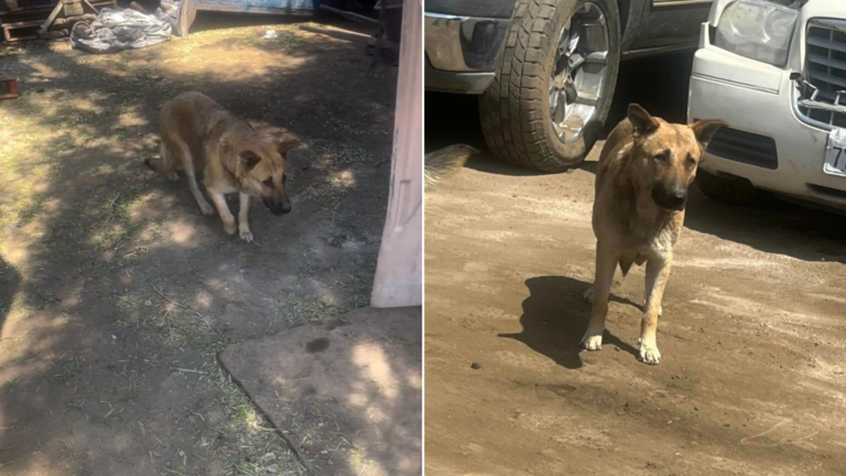stray dog on dusty ground
