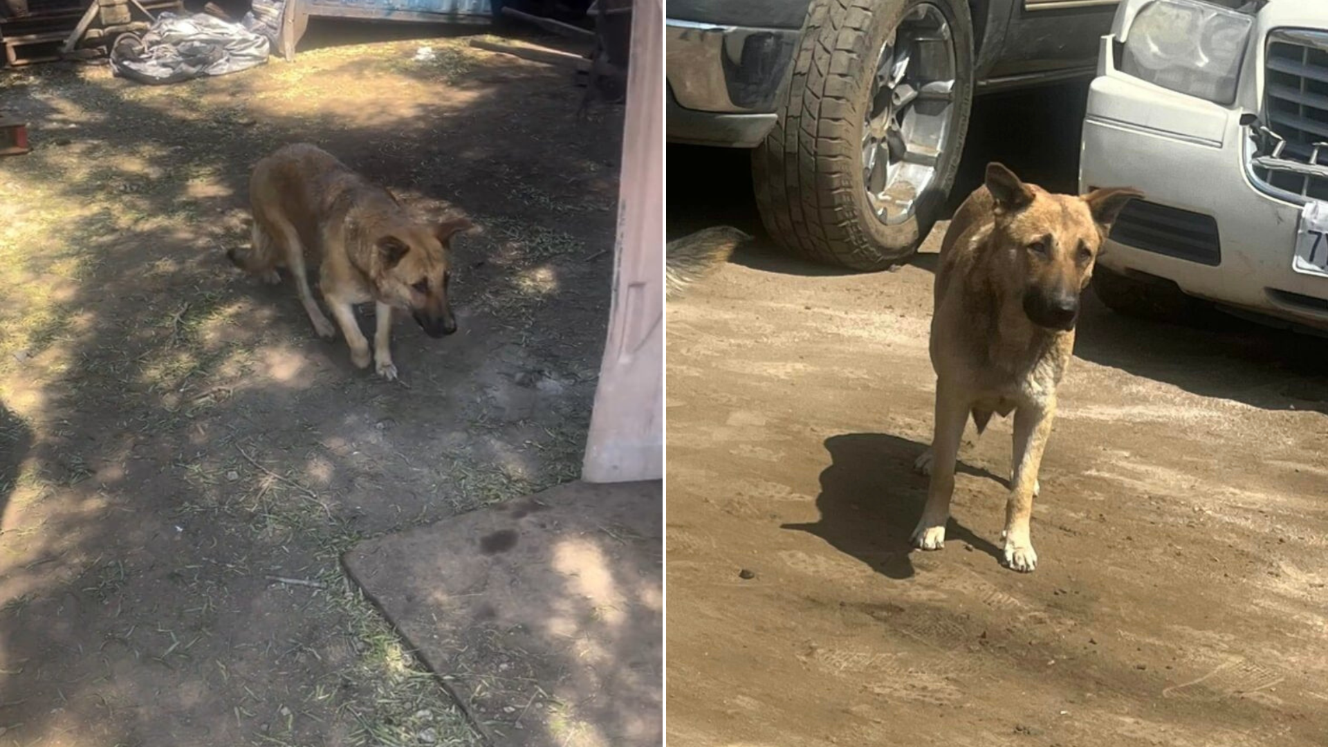 stray dog on dusty ground
