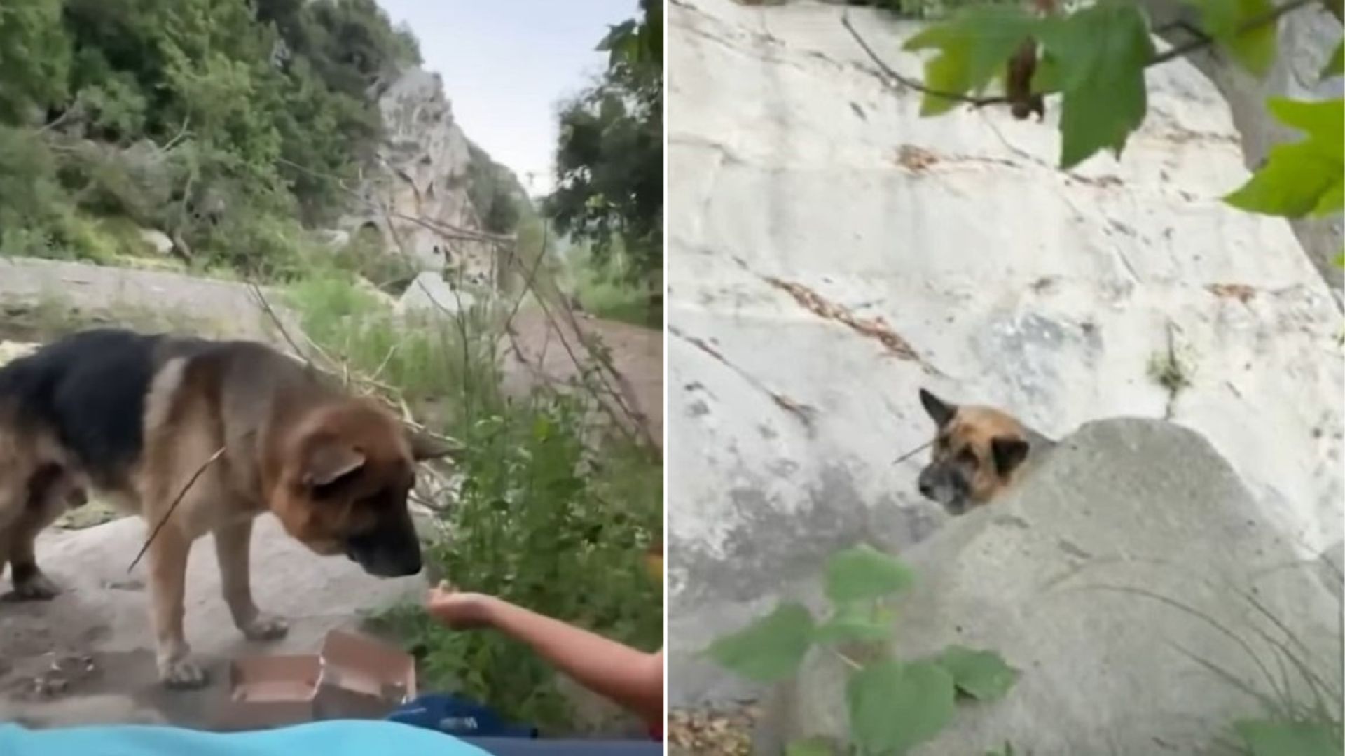 California Rescuers Rally Around A Gentle Dog Whose Canyon Discovery Broke Their Hearts