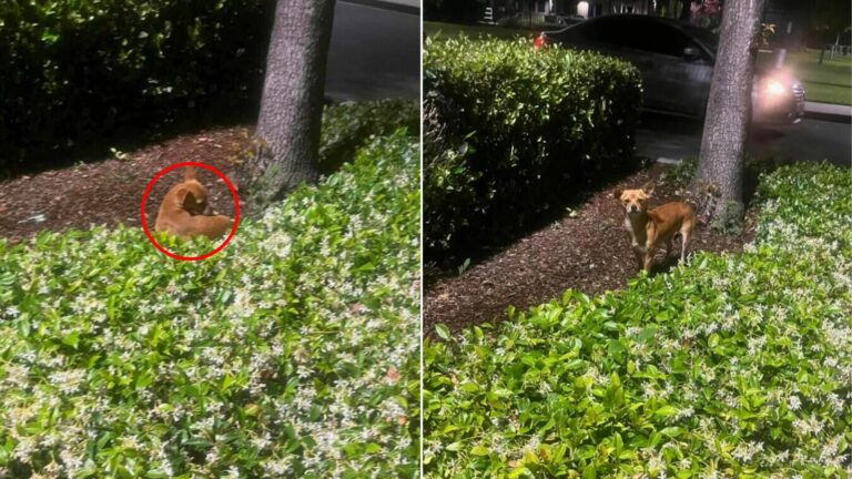 dog in bush