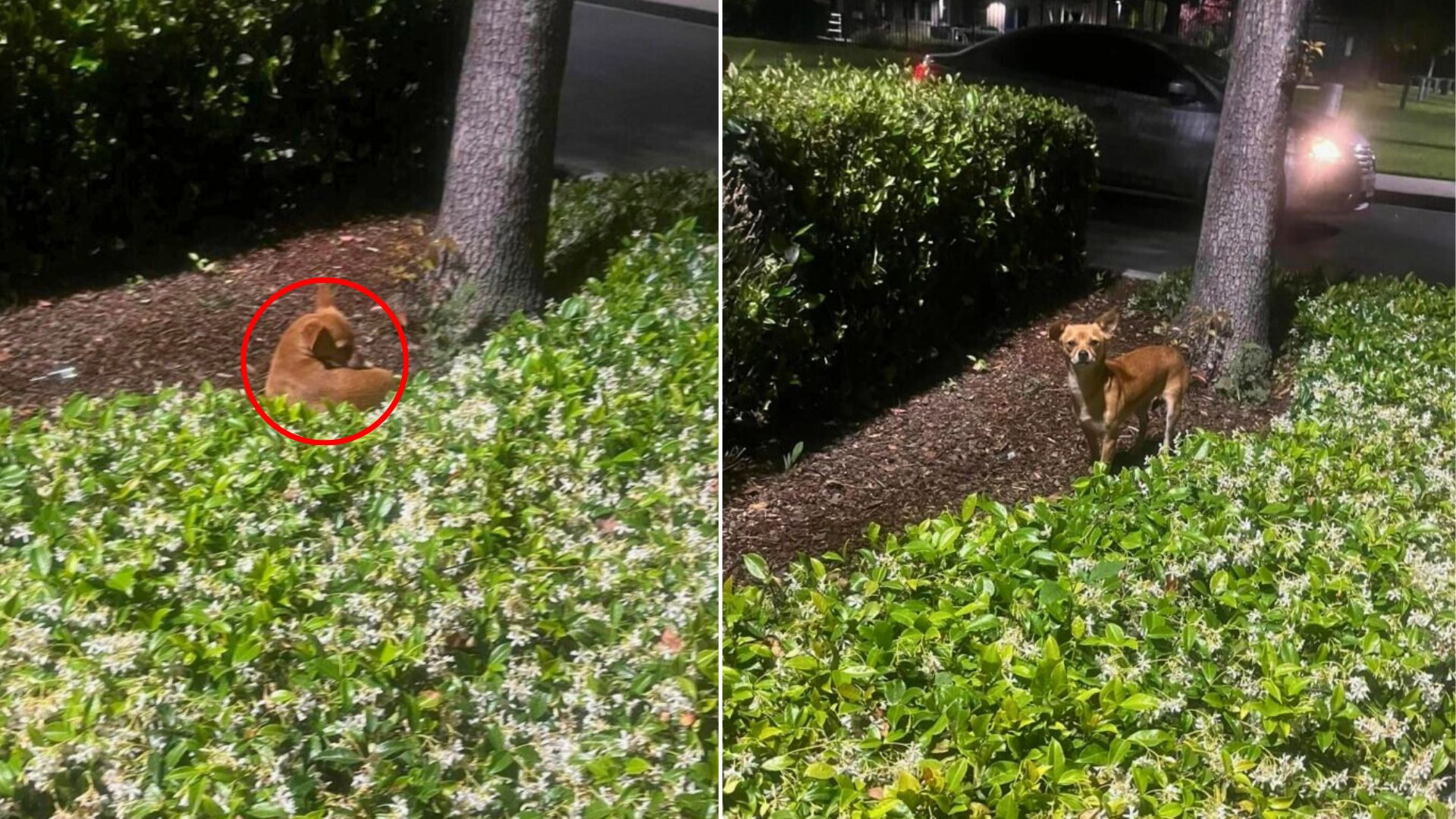 dog in bush