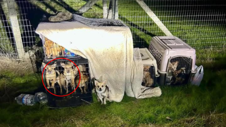dogs in kennel outdoors