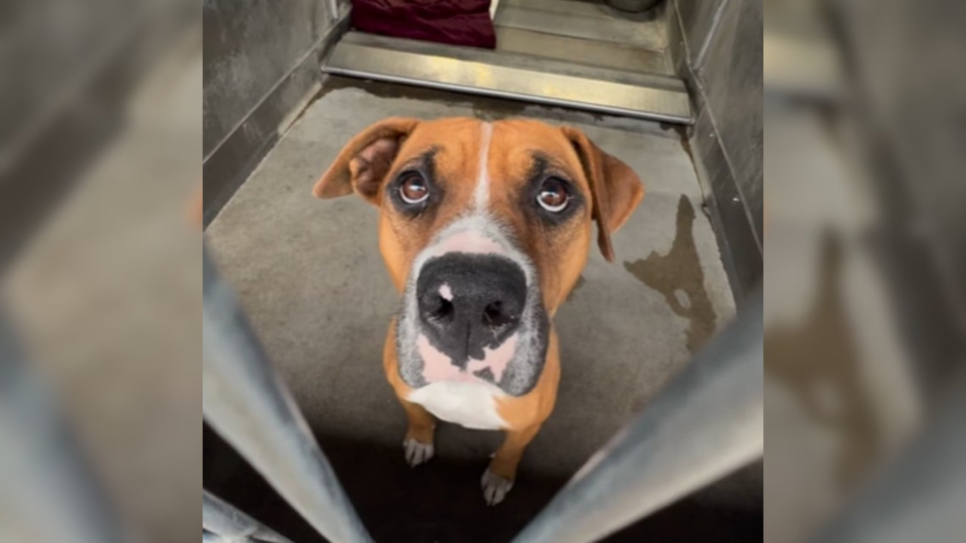 dog in kennel