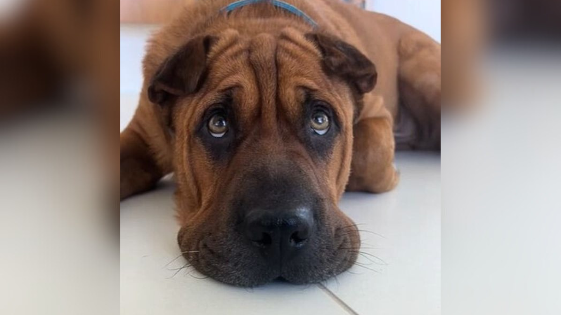 sad dog looking up