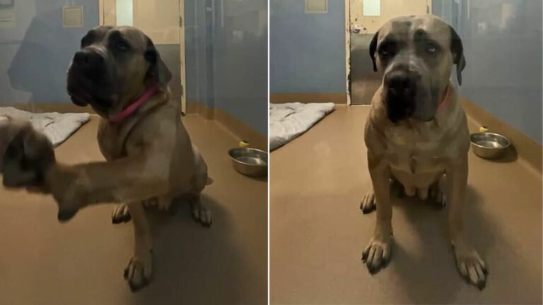 sweet shelter dog