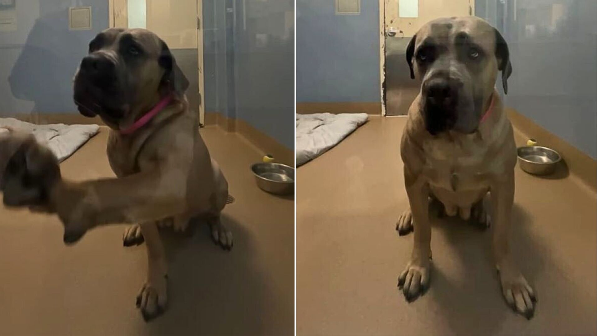 sweet shelter dog