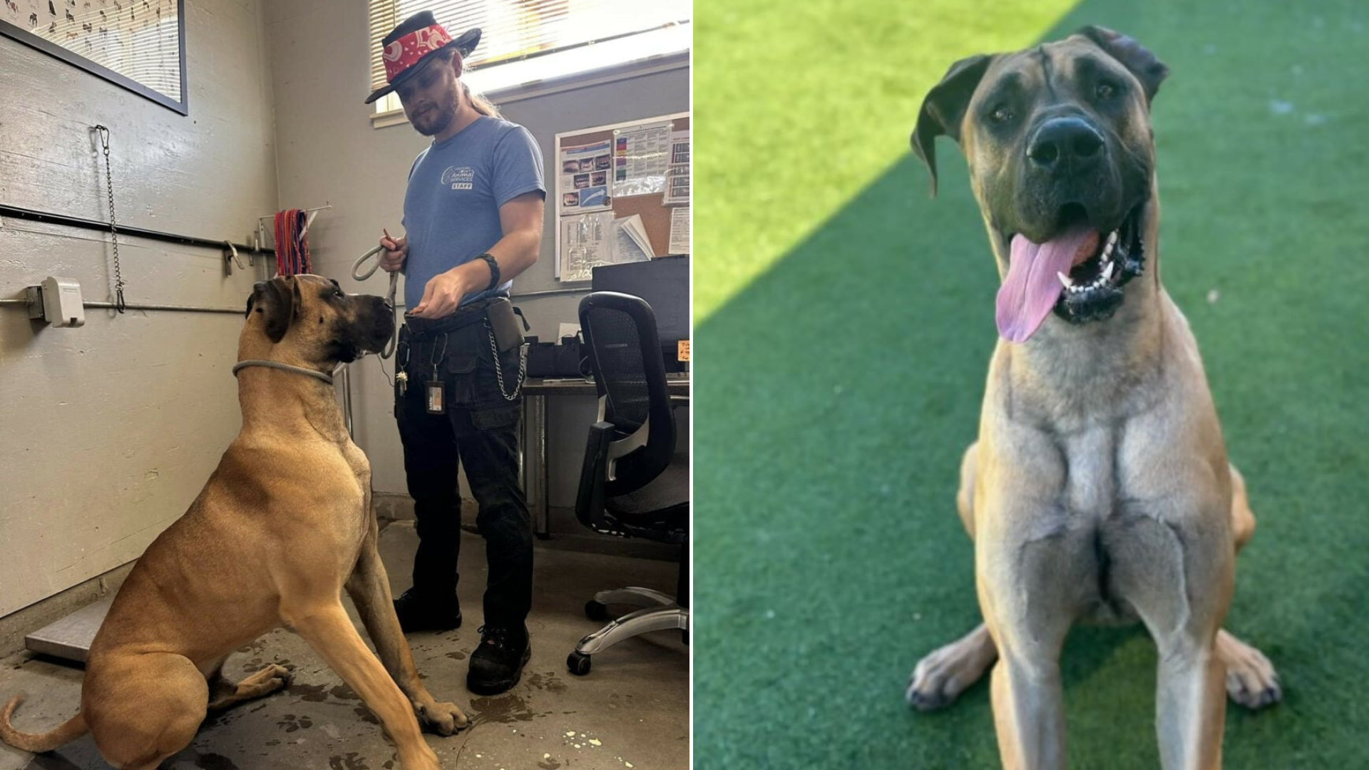 huge dog