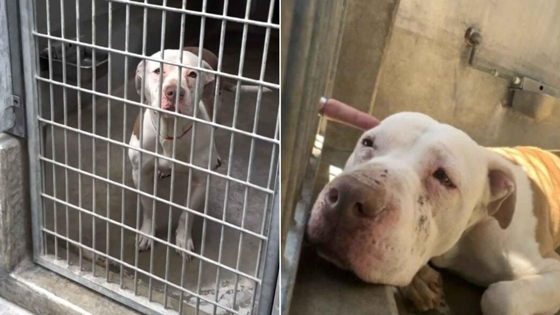 dog in shelter