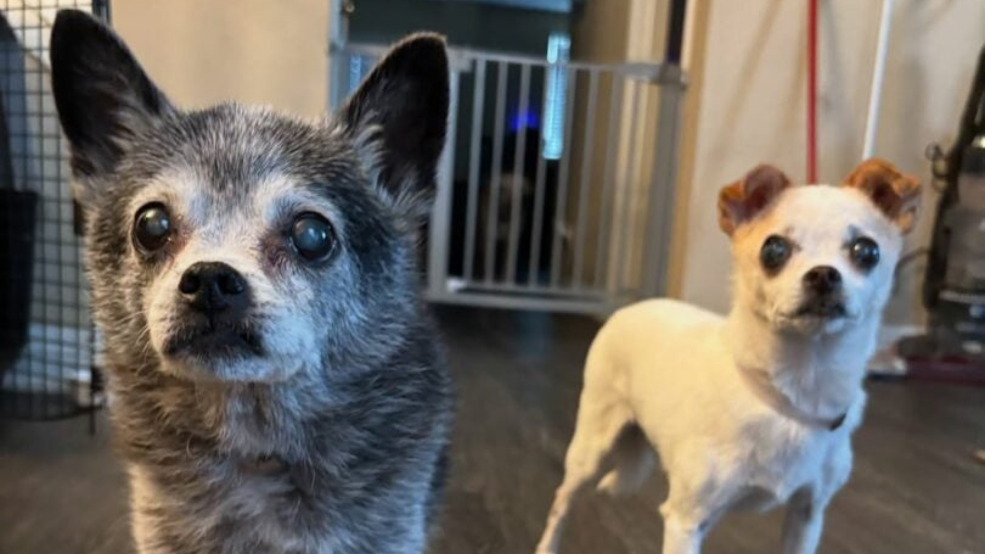 two small senior dogs