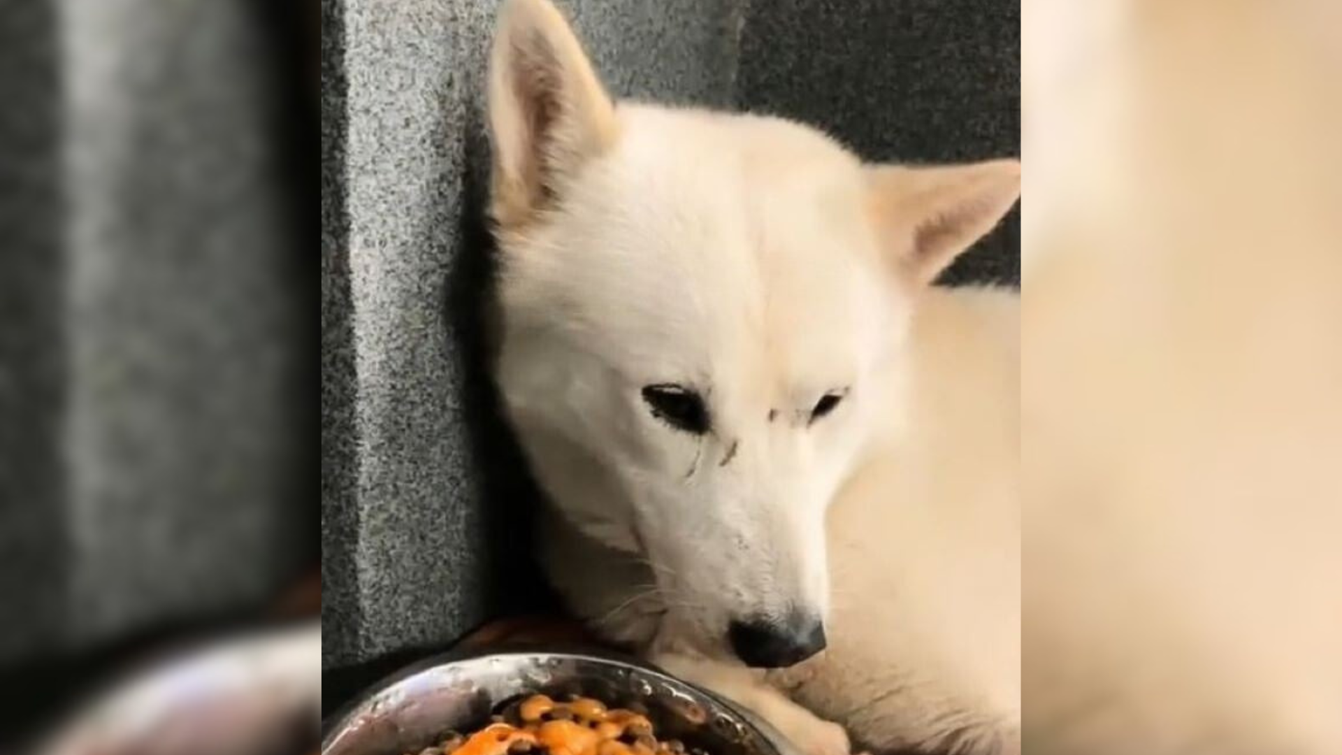 sad white dog