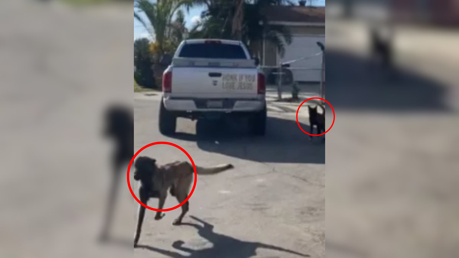 two dogs running