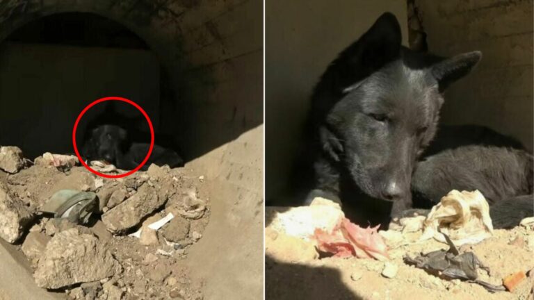adorable black dog