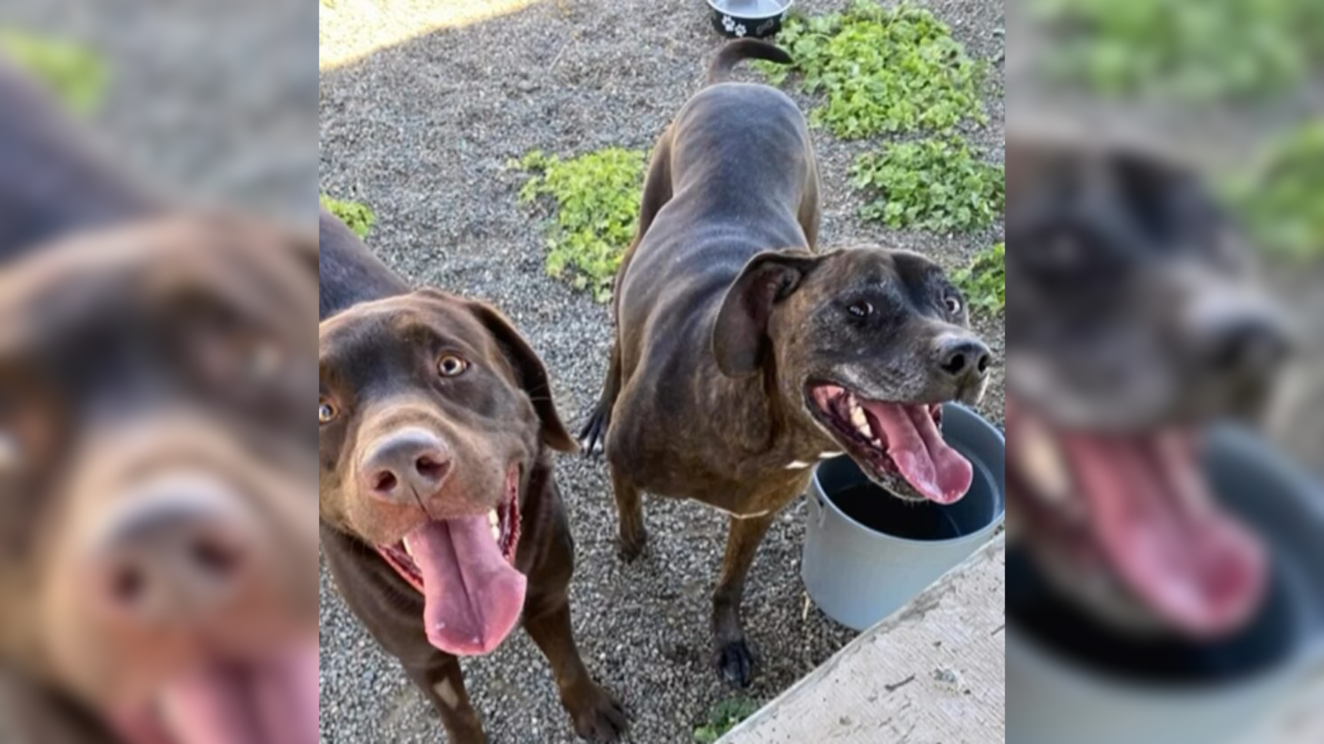 two smiling dogs