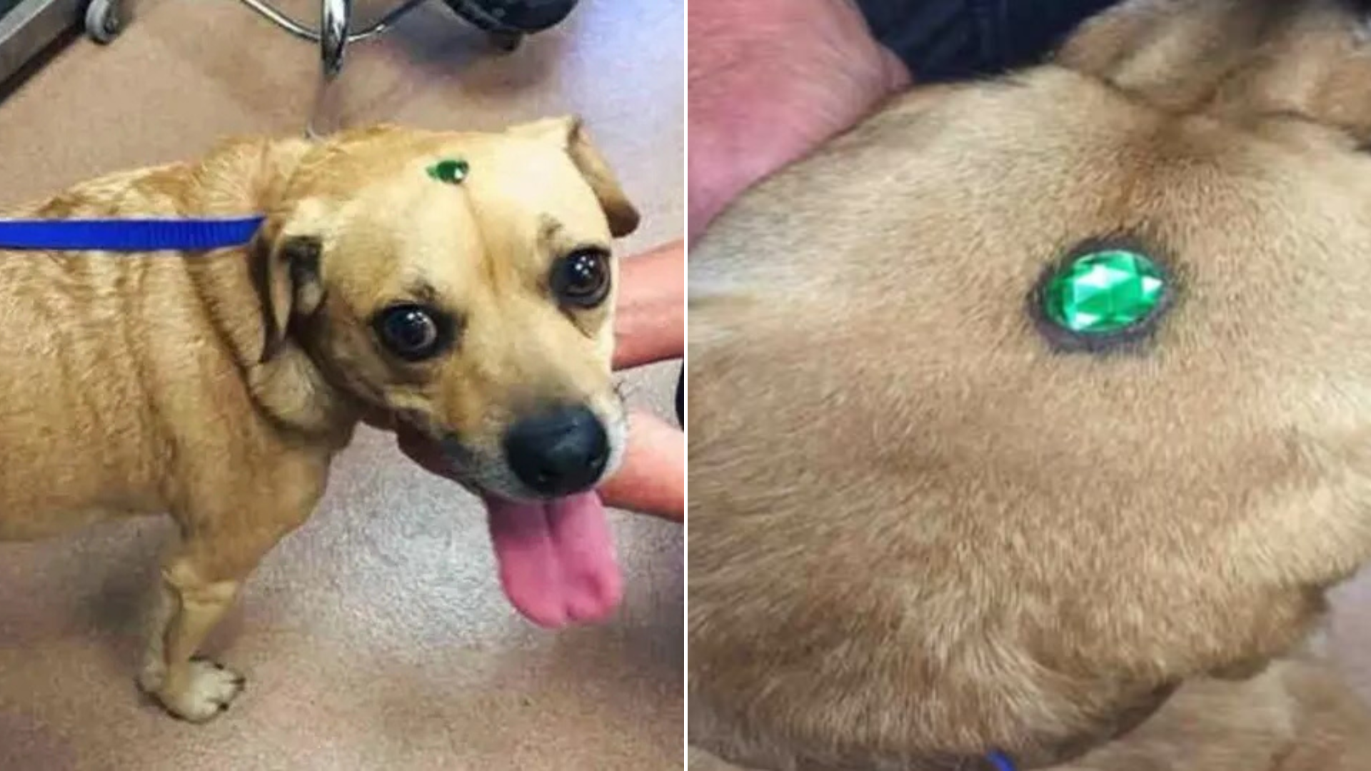 California Staff Thought They Had Seen Everything Until Two Dogs Began To Glitter