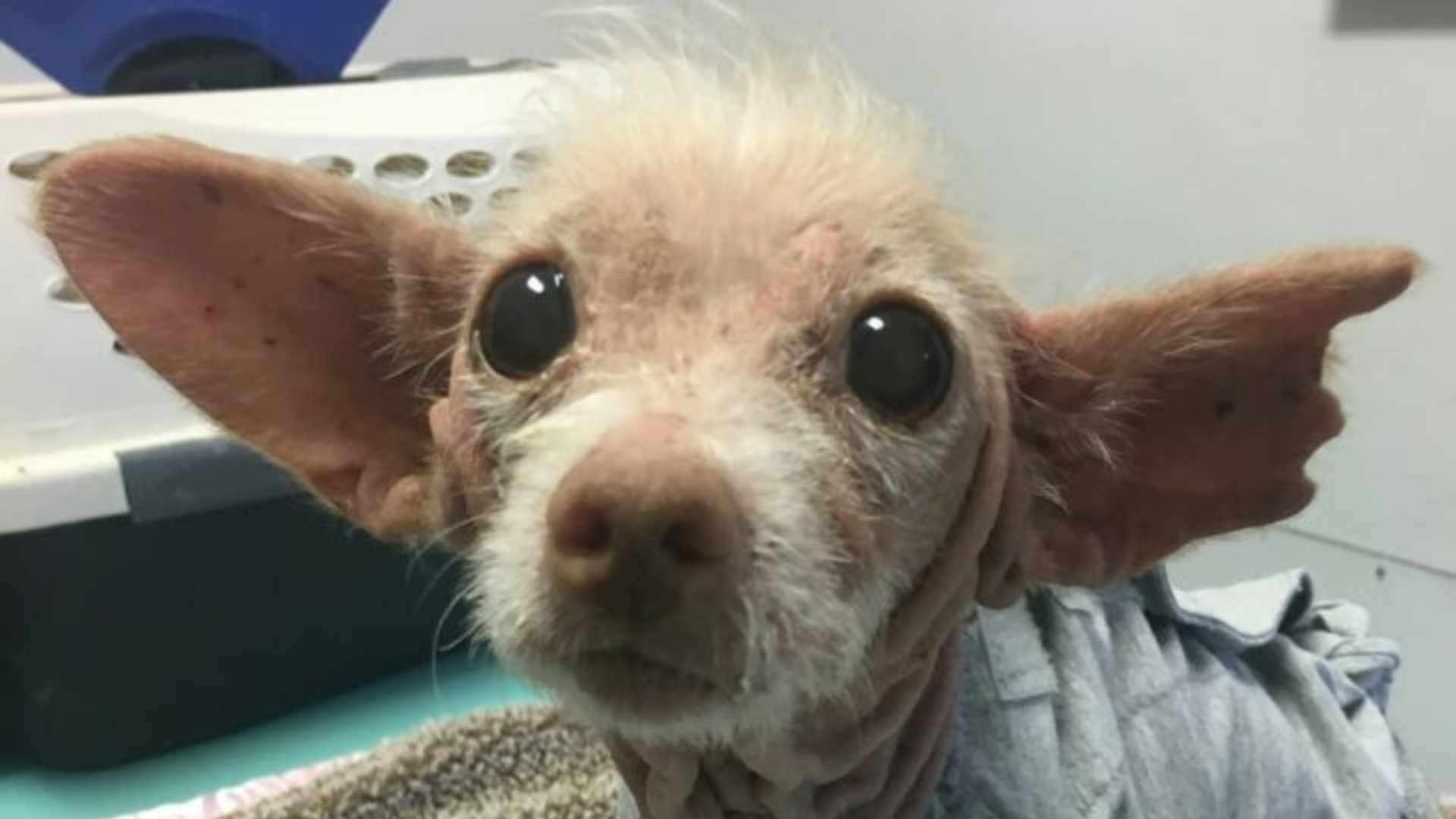 dog with pleading eyes
