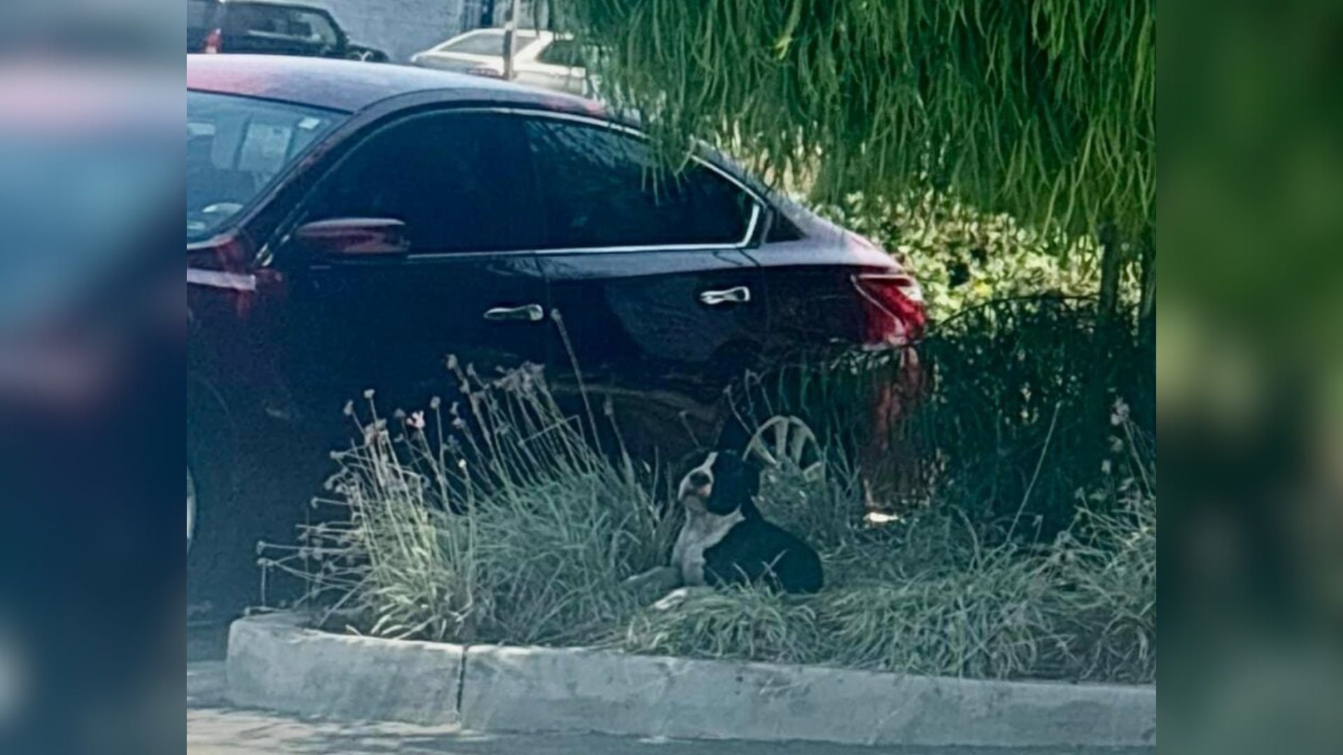 dog laying down