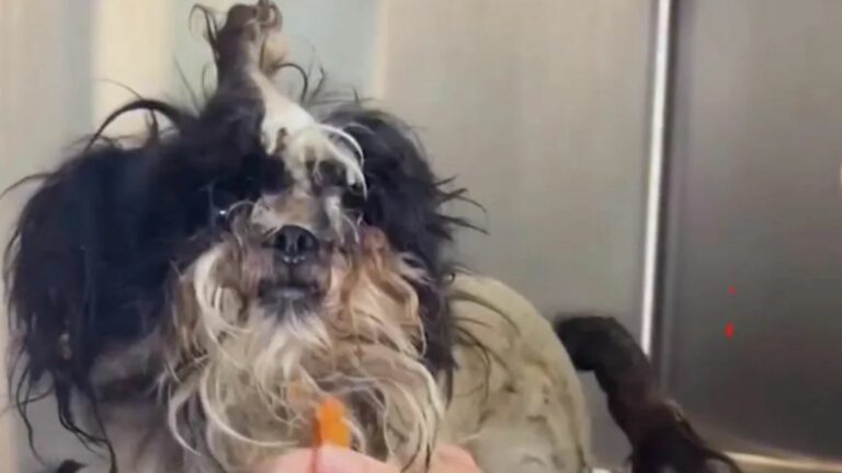 dog with matted fur
